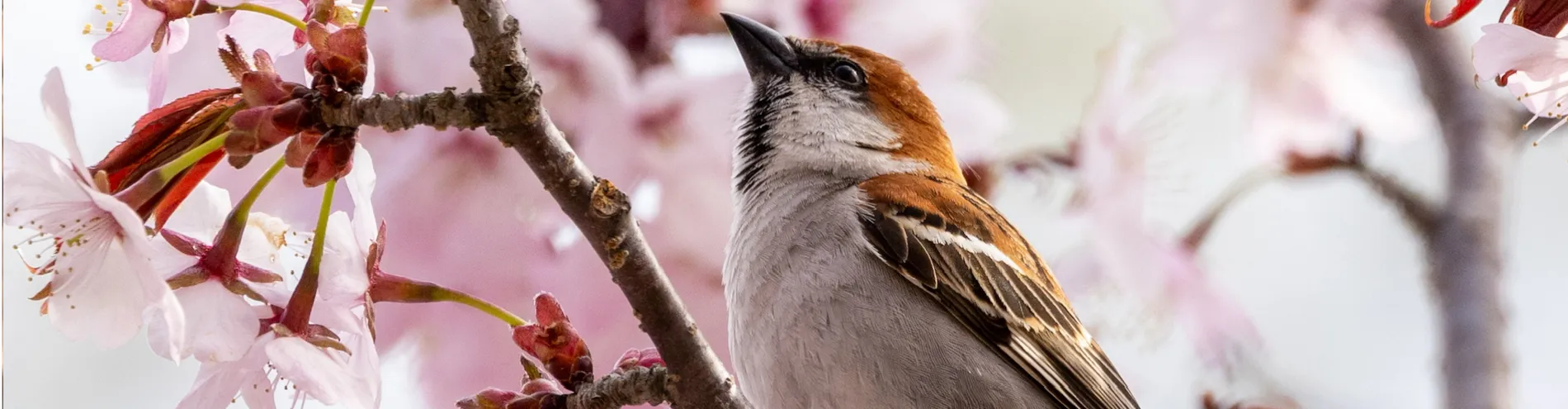 Spring scenery collection