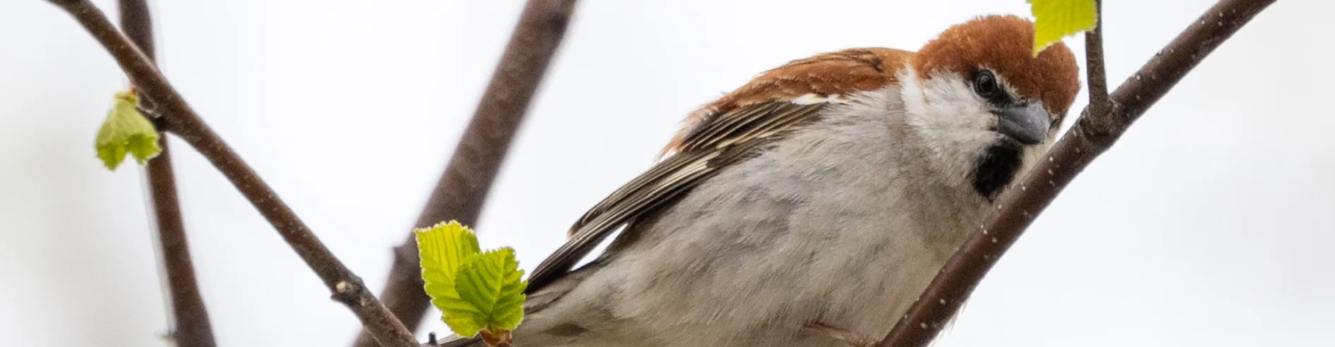 Spring scenery collection