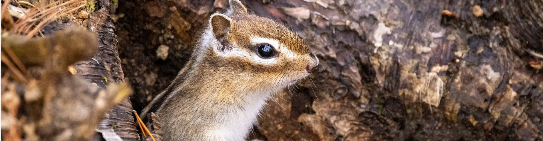 Spring scenery collection