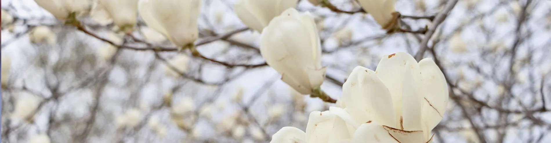 Spring scenery collection