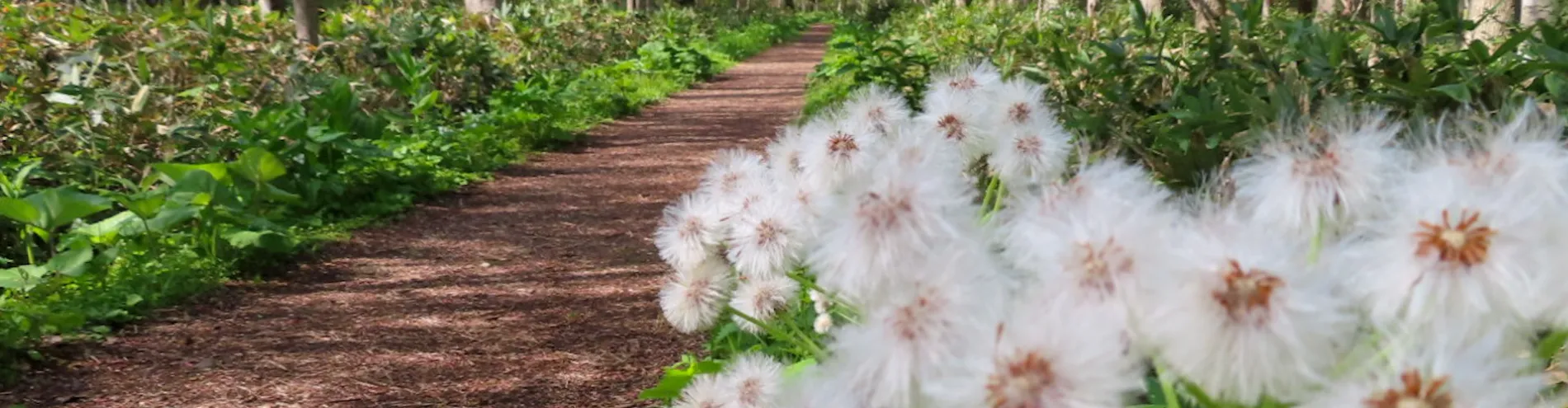 Spring scenery collection