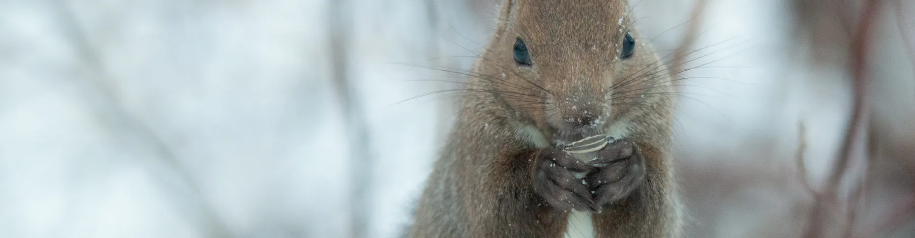 Winter scenery collection