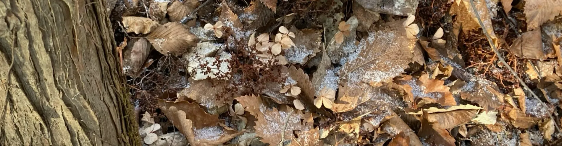 Winter scenery collection