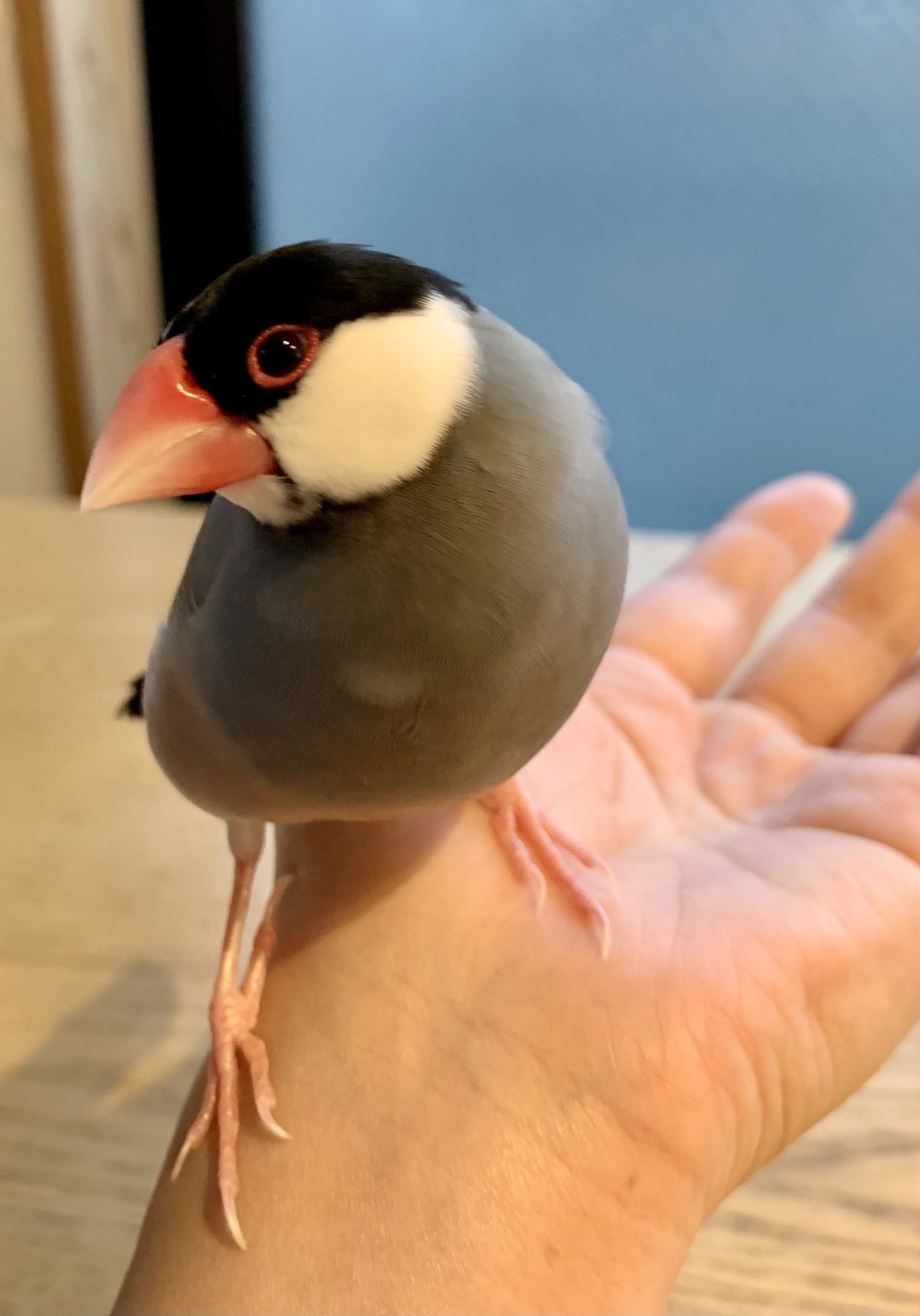 クチバシについて